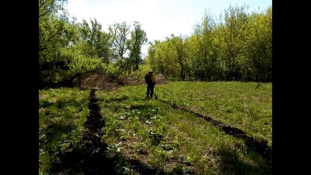 Сажаю тыкву сорт Конфетка/ Как сработал гербицид для чеснока Гоал смотреть онлайн