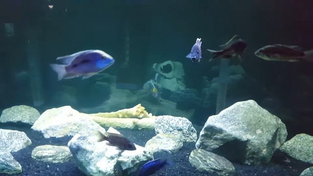 Columnaris devastation/ African Cichlids смотреть онлайн