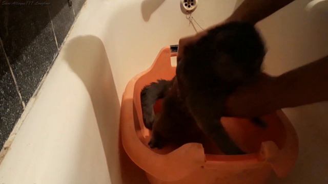 Котёнок вислоухий шотландец впервые принимает ванну смотреть онлайн