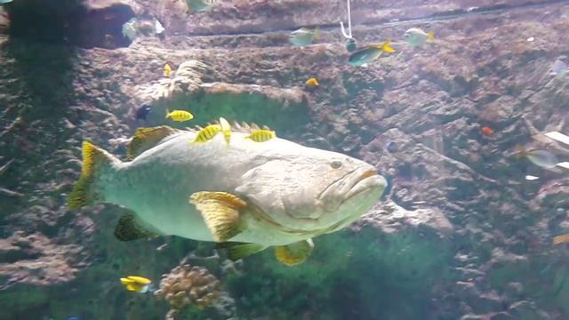 Большая рыба