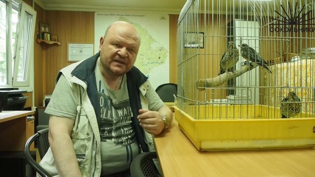 Видеолекции о птицах: дрозды-рябинники смотреть онлайн