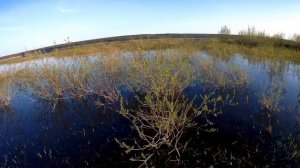 НЕРЕСТ СОМА!!РЕДКИЕ КАДРЫ!!