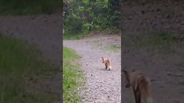 Когда встретил лису в лесу смотреть онлайн