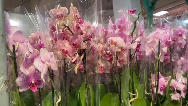 Наконец-то) в JMP FLOWERS АКЦИЯ Ну очень много Орхидей. По 250р с не отрезанными цветоносами смотреть онлайн