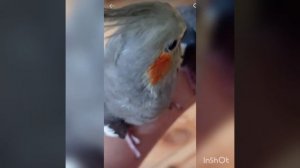 Как научить кореллу петь?