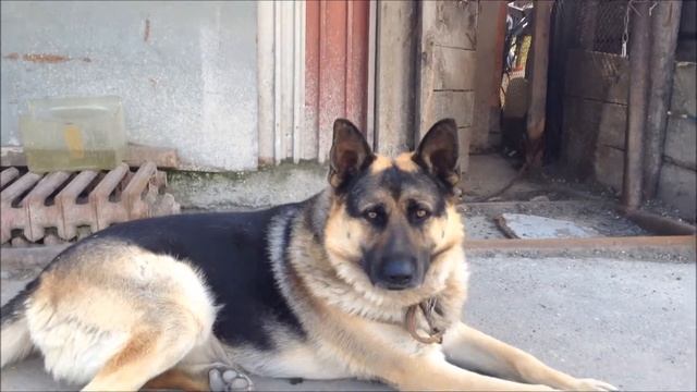 Сторожевой пес Боцман смотреть онлайн