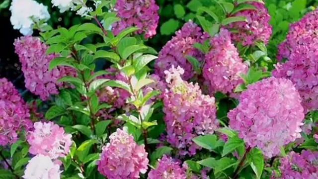 Гортензия метельчатая Сандей Фрайз /саженцы гортензии смотреть онлайн