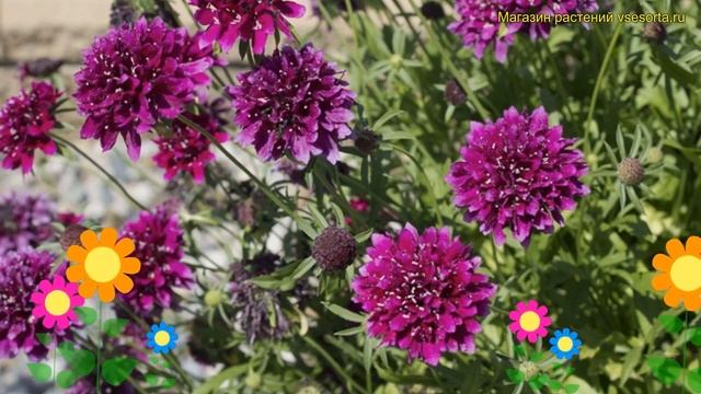 Скабиоза японская Гелато Блюберри. Краткий обзор, описание scabiosa japonica Gelato Blueberry смотреть онлайн