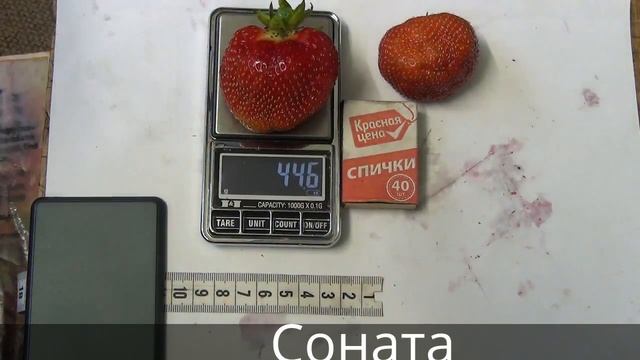 Видео-описание средних сортов земляники. смотреть онлайн