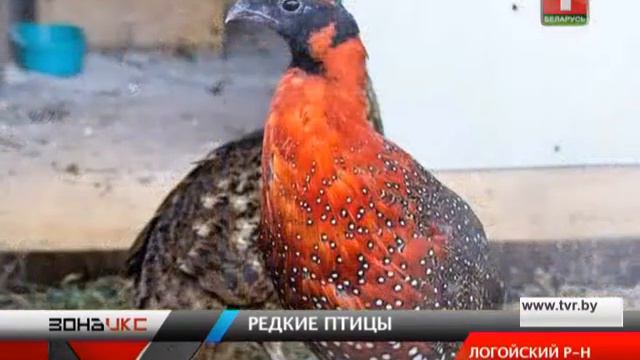 Похищены два филина. Зона Х смотреть онлайн