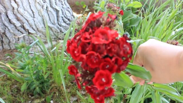 Sweet William From Seed To Cut Flowers ~ Ep 105 смотреть онлайн