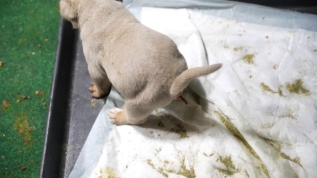 Two Different Styles of Bully Puppies смотреть онлайн