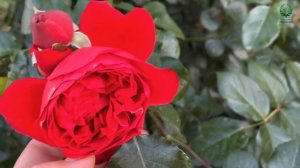 Мои любимые плетистые розы. Питомник растений Е. Иващенко