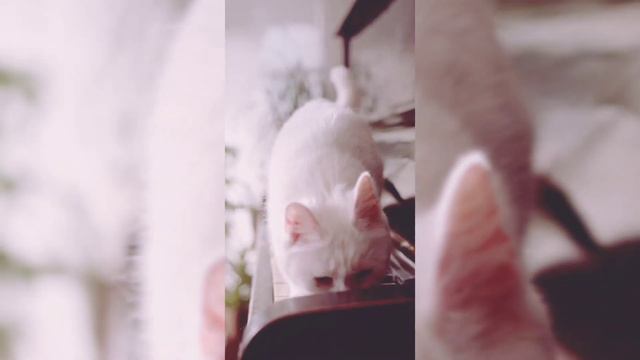 🦝 Cat Hunting Fish in the Piano 🎹 ll Creaving Cat with PiANo #FunnyAnimal#Funny#funnyvideo#YtViral смотреть онлайн