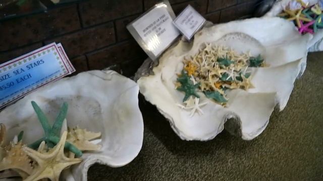 РАКУШКА ЗА $1500 ? МУЗЕЙ - МАГАЗИН РАКУШЕК В АВСТРАЛИИ