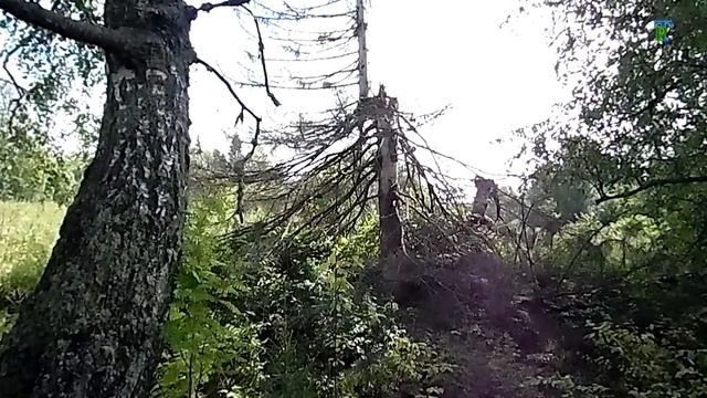 Молёбка: В лесной глуши смотреть онлайн