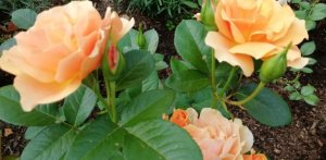 РОЗЫ Флорибунда с названиями.