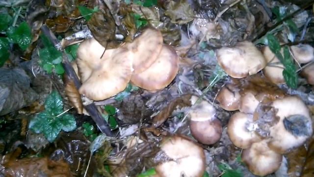 Прощай грибной сезон смотреть онлайн