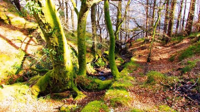 Шотландия. Озеро Лох Ломонд