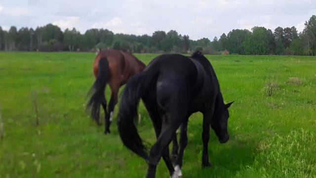 Визит к табуну лошадей 2020 смотреть онлайн