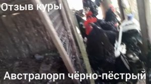 Куры Австралорп чёрно-пёстрый.Отзыв