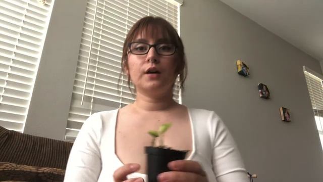 My Newest Plants! Hoyas, Philos, Pothos. смотреть онлайн