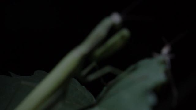 Богомол (Mantis religiosa) (Linnaeus, 1758) смотреть онлайн