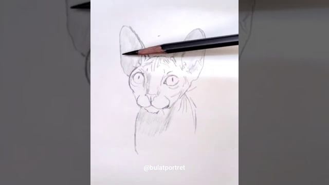 как нарисовать кошку сфинкса простым карандашом смотреть онлайн