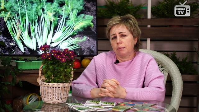 Как правильно выращивать ФЕНХЕЛЬ? ?Полезные свойства фенхеля