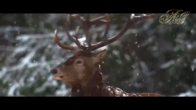 Этот раненый ВОЛК для него стал АНГЕЛОМ хранителем и ТАЛИСМАНОМ смотреть онлайн