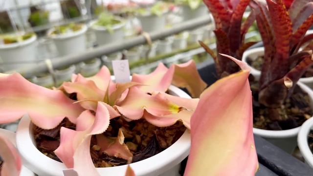 Plants You Won’t See Anywhere Else!! EXQUISITE and UNIQUE 🪴 Collection of Mr Kunzo in Japan 🇯🇵 смотреть онлайн