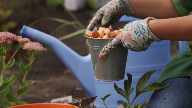 Сажаем тюльпаны осенью: мастер-класс смотреть онлайн