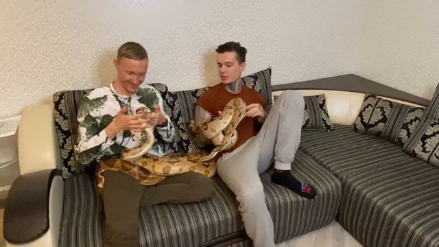 Завёл крупных змей дома! Как? Зачем? И поему? смотреть онлайн