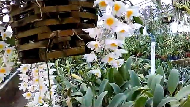 Species orchid of Asia, Dendrobium farmeri - species dendrobium - anggrek dendrobium sehat & canti смотреть онлайн