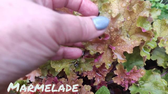 Гейхера сорт Marmelade смотреть онлайн