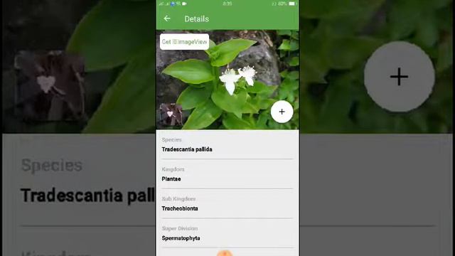 PlantSnap identifies a Purple Queen (Tradescantia pallida) смотреть онлайн
