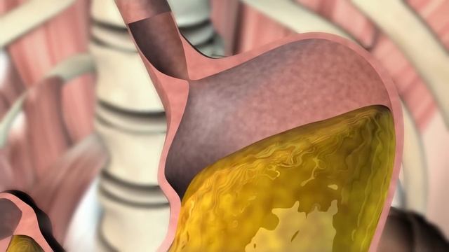 How does the Stomach Function? смотреть онлайн