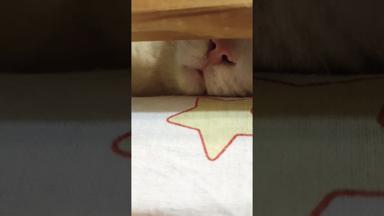 Это ты? #кот #лайк #любовь #питомец #котики #спрятался #приколы #милашка #видео смотреть онлайн