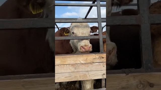 Скотный рынок, бык белоголовый 3,5 года