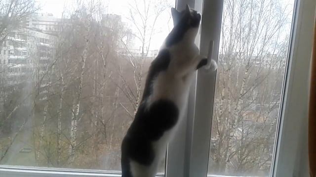 ДОМАШНИЕ ПИТОМЦЫ ЧТО ДЕЛАЕТ НАШ КОТИК, БЕЗОБРАЗИЕ? смотреть онлайн