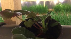 Рост клубники на гидропонике, обзор PH питательного раствора. Рост петрушки и укропа!