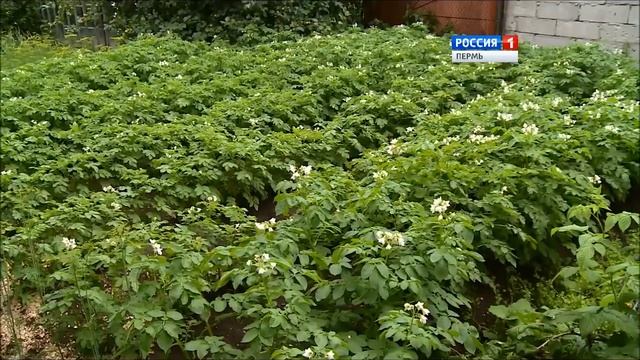 Самый дорогой картофель - в Прикамье смотреть онлайн