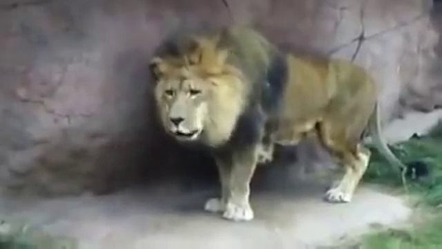 Чудеса Аллаха Аллаху Акбар смотреть онлайн