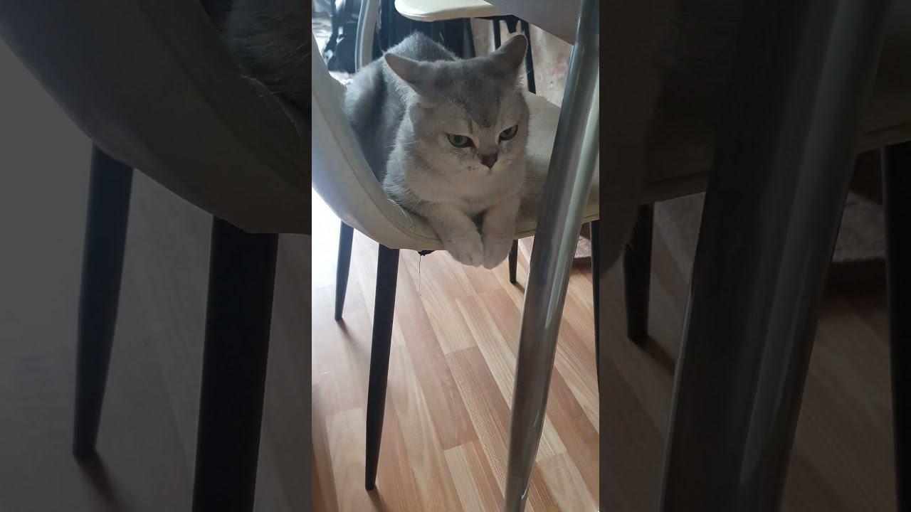 день котика за 1 минуту. Посвящается моей любимой кошке Масе смотреть онлайн