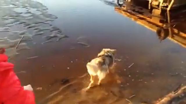 Как моя дочка играла с собакой на озере санатория Вярска смотреть онлайн