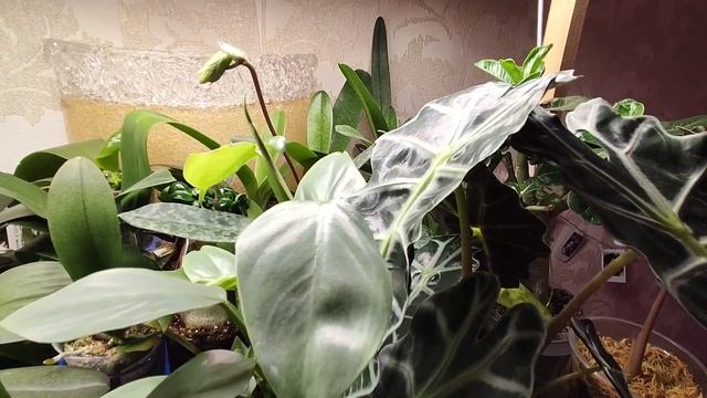 16.01.21 Три фитолампы, результаты после двух месяцев.