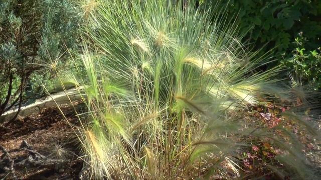 Злаки в саду. Обзор растений, прогулка по саду, лирика. смотреть онлайн