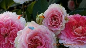 Роза плетистая Цезарь (cesar) ? плетистая роза Цезарь обзор: как сажать, саженцы розы Цезарь