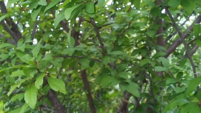 Сливово вишневый гибрид (СВГ) или алыча? смотреть онлайн