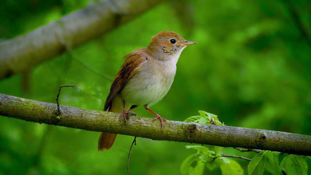 Доброе утро! смотреть онлайн